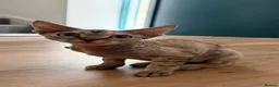 Devon Rex cats for sale: Devon Rex - Advert 7