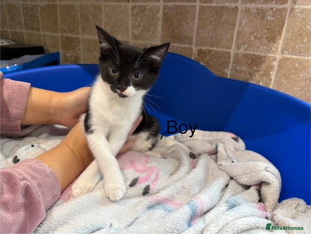 Domestic Shorthair cats - Advert 18