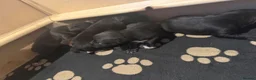 Patterjack dogs for sale: Patterjack Puppies  - Advert 13