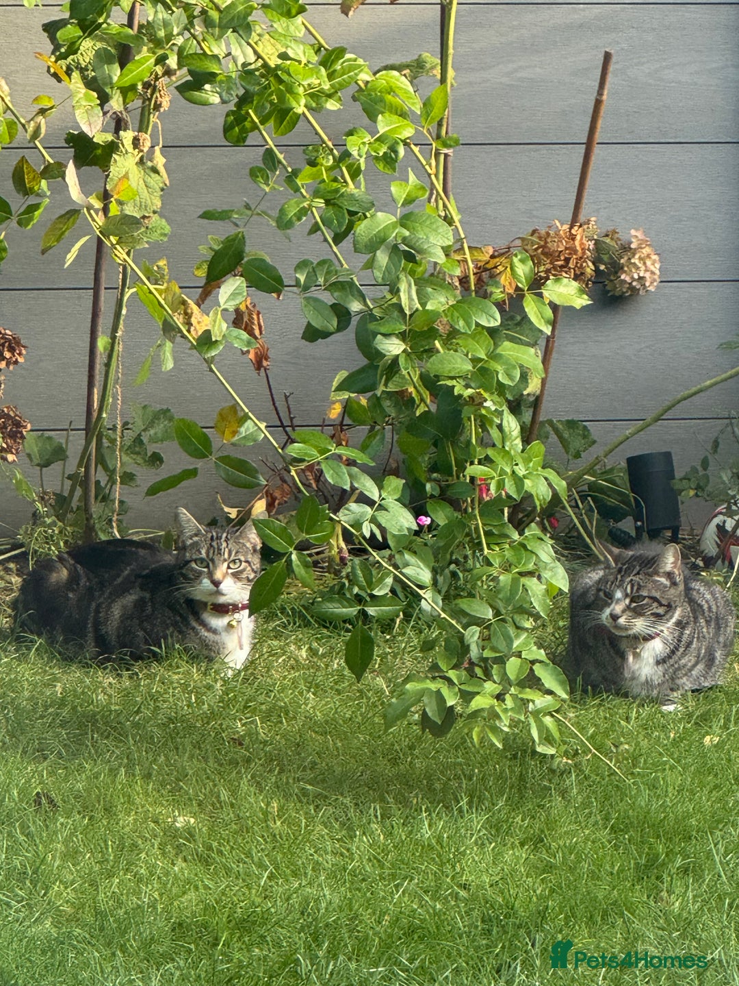 Mixed Breed cats for sale: Tabby kittens - Image 10