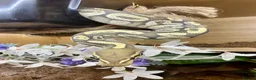 Python Snake reptiles for sale: Ball pythons looking for new home  - Advert 17