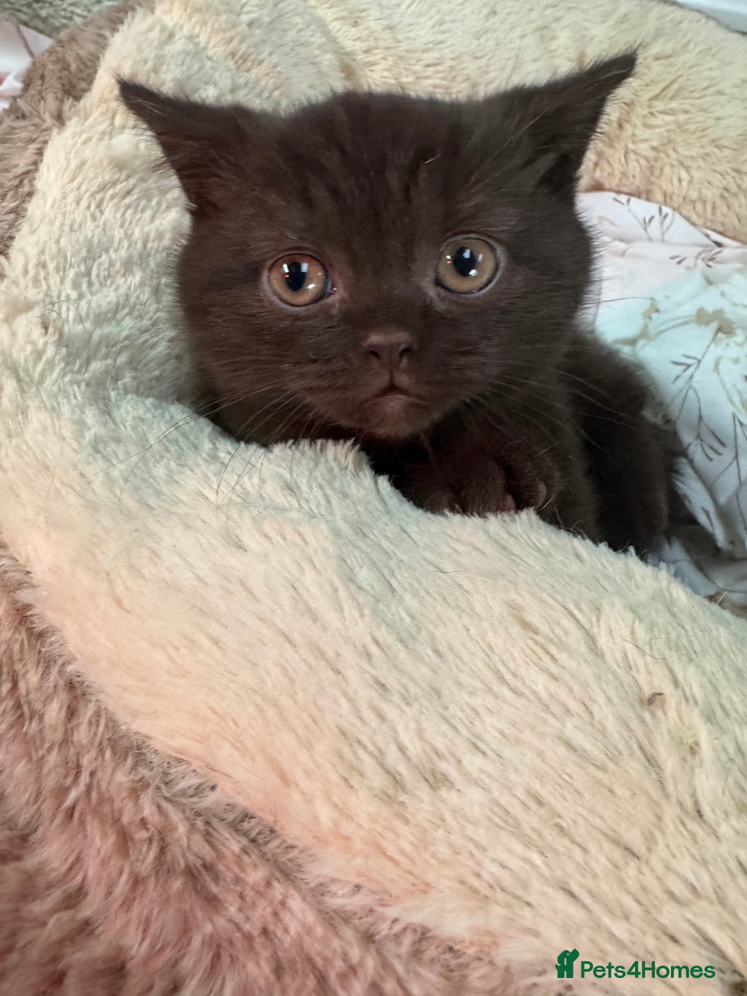 British Shorthair cats for sale: British Short Hair Chocolate kitten female  - Advert 2
