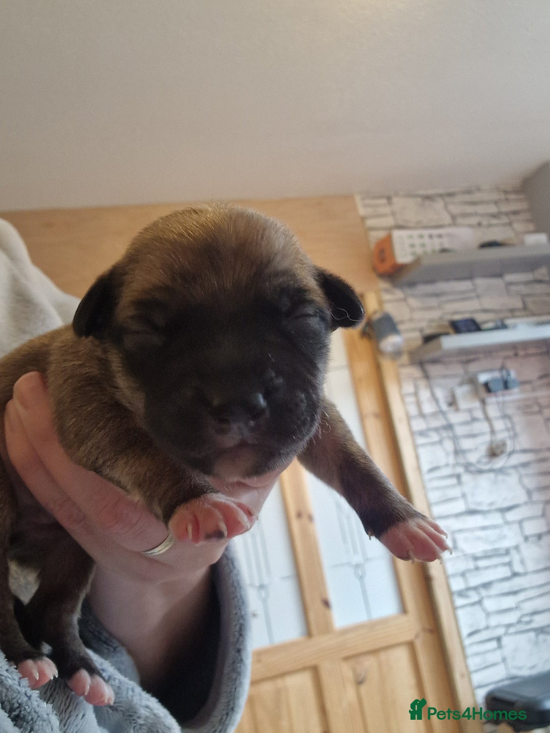 Mixed Breed dogs for sale: Kelpie x Collie Puppies  - Image 11