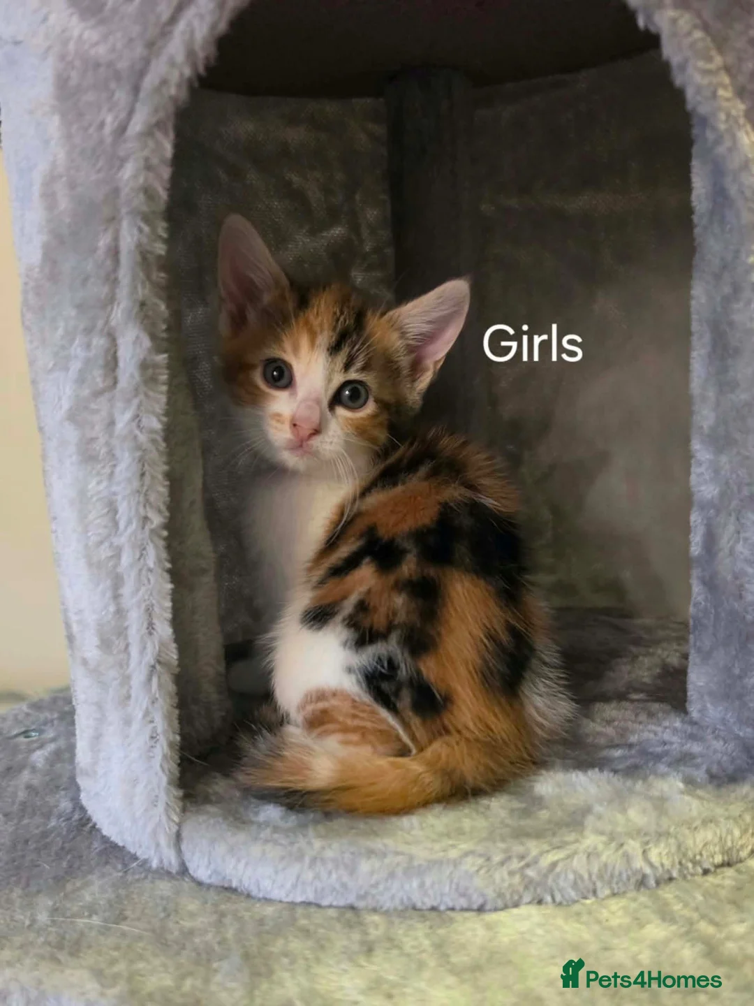Mixed Breed cats for sale: Kittens tobby  - Advert 2
