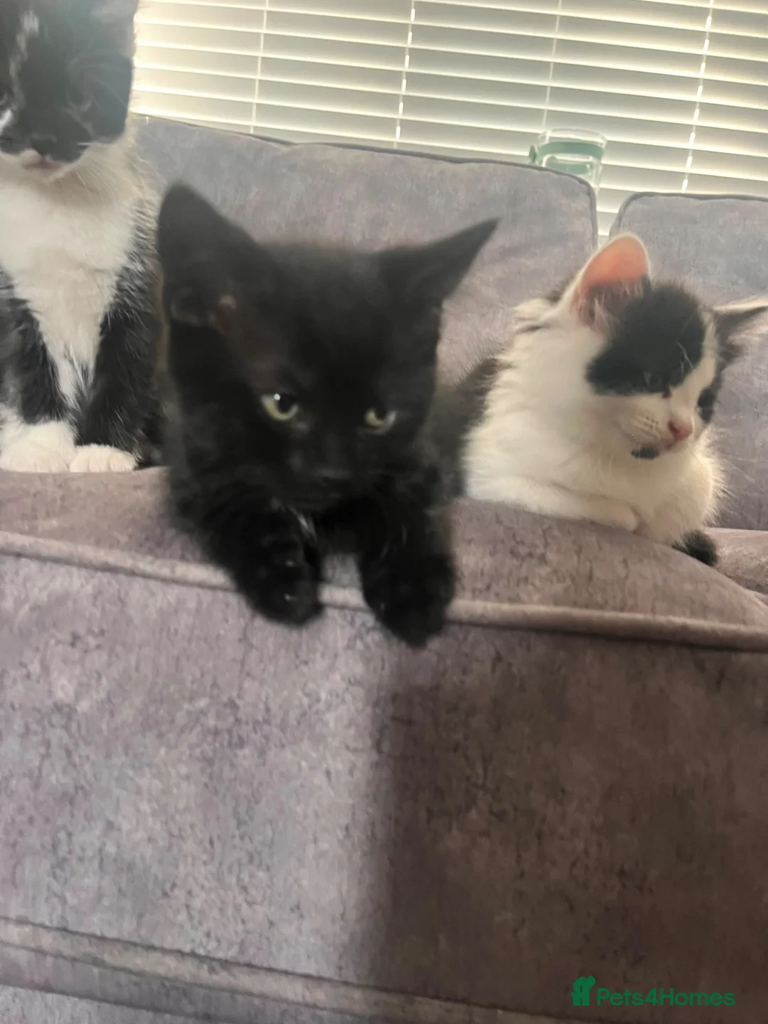 Mixed Breed cats for sale: 4 kittens for sale - Advert 14
