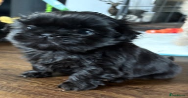 Shih Tzu dogs KC Reg Solid Black Girl  - Advert 11