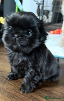 Shih Tzu dogs KC Reg Solid Black Girl - Advert 2