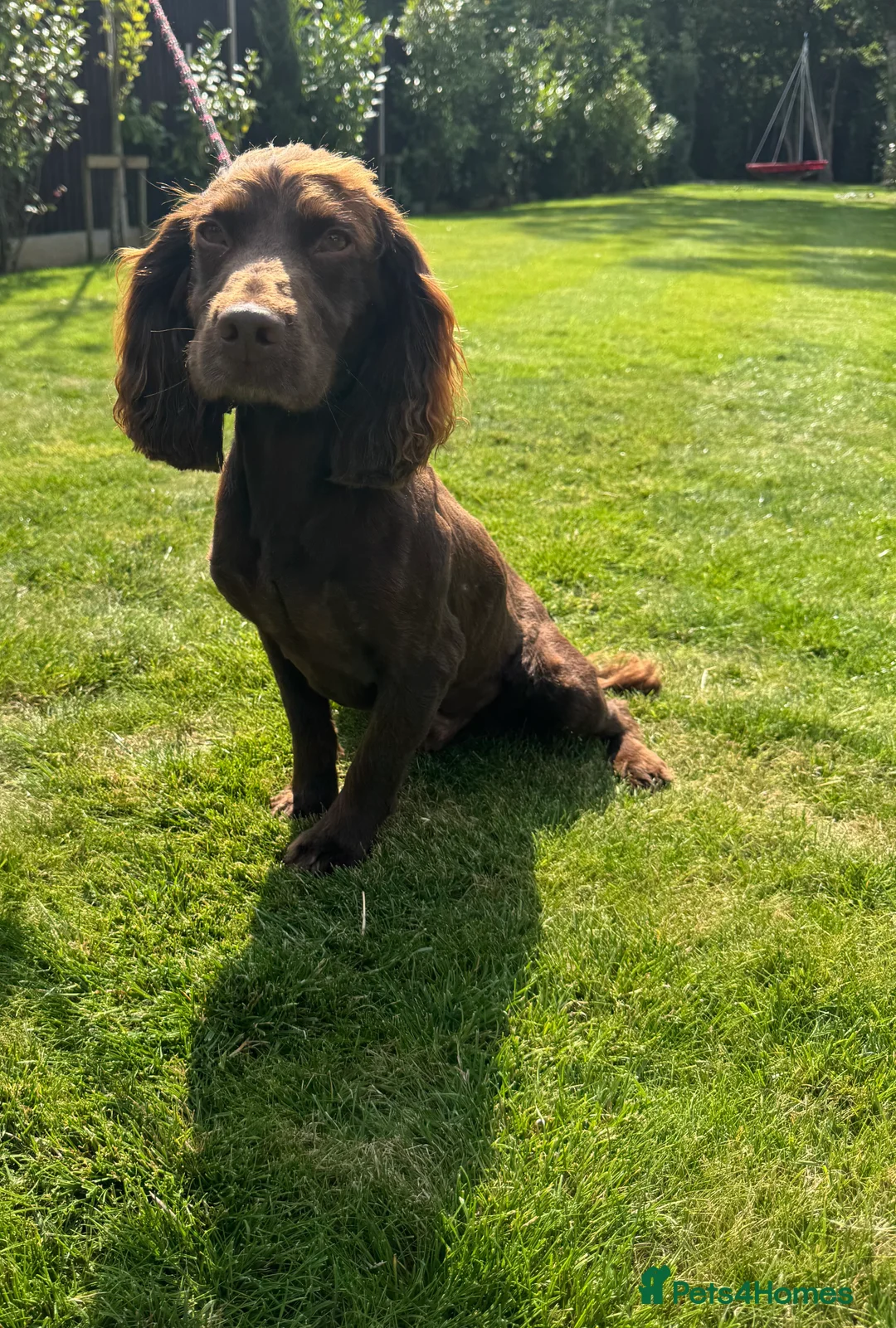 Sprocker dogs for sale: 1 F1 sprocker pups beautiful chocolate and white - Advert 4