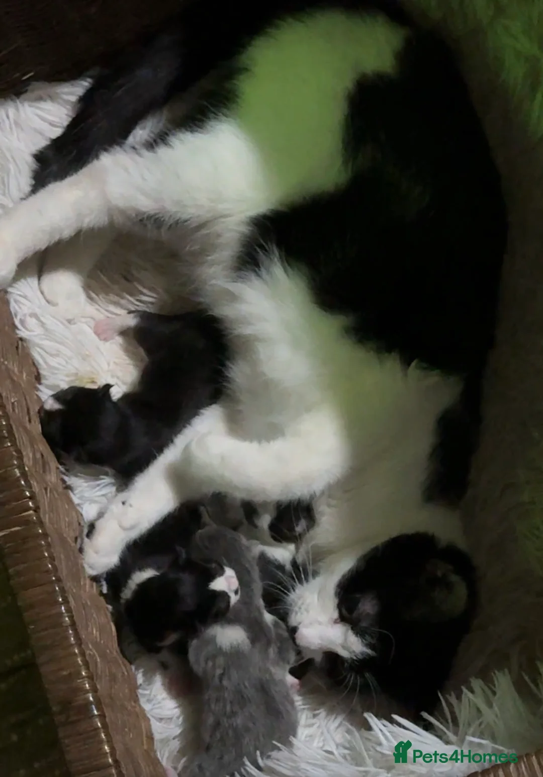 Mixed Breed cats for sale: Kitten 11 weeks  - Advert 2