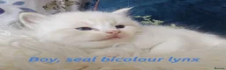 Ragdoll cats for sale: GCCF REGISTERED BEAUTIFUL RAGDOLLS KITTENS  - Advert 13