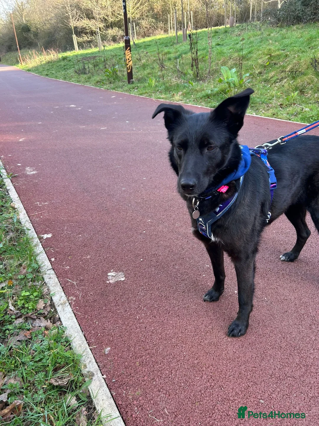 Mixed Breed dogs for adoption: Roberta 🩷 - Advert 2