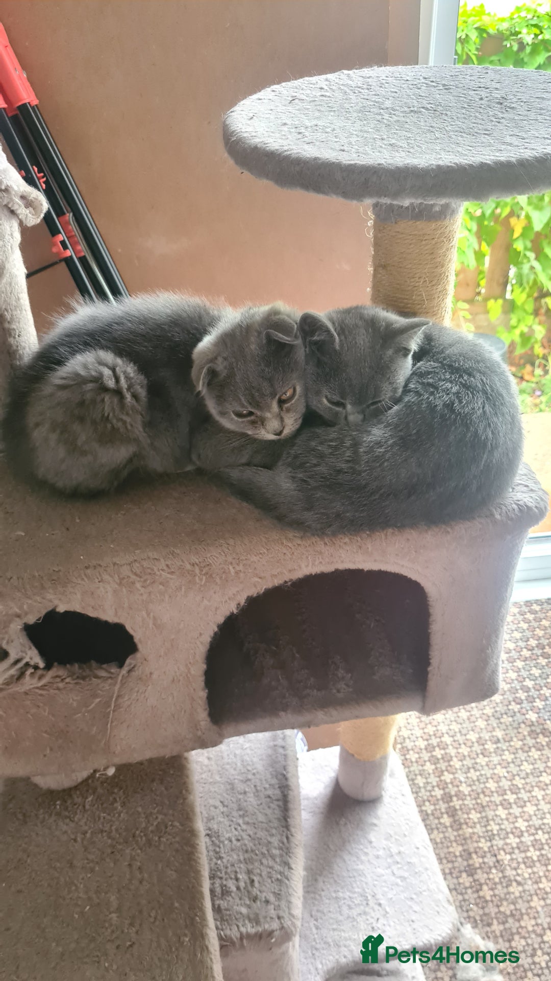 Scottish Fold cats for sale: Scotish kittens  - Image 4