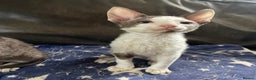 Cornish Rex cats for sale: Ready now -  gccf registered Cornish Rex - Advert 4