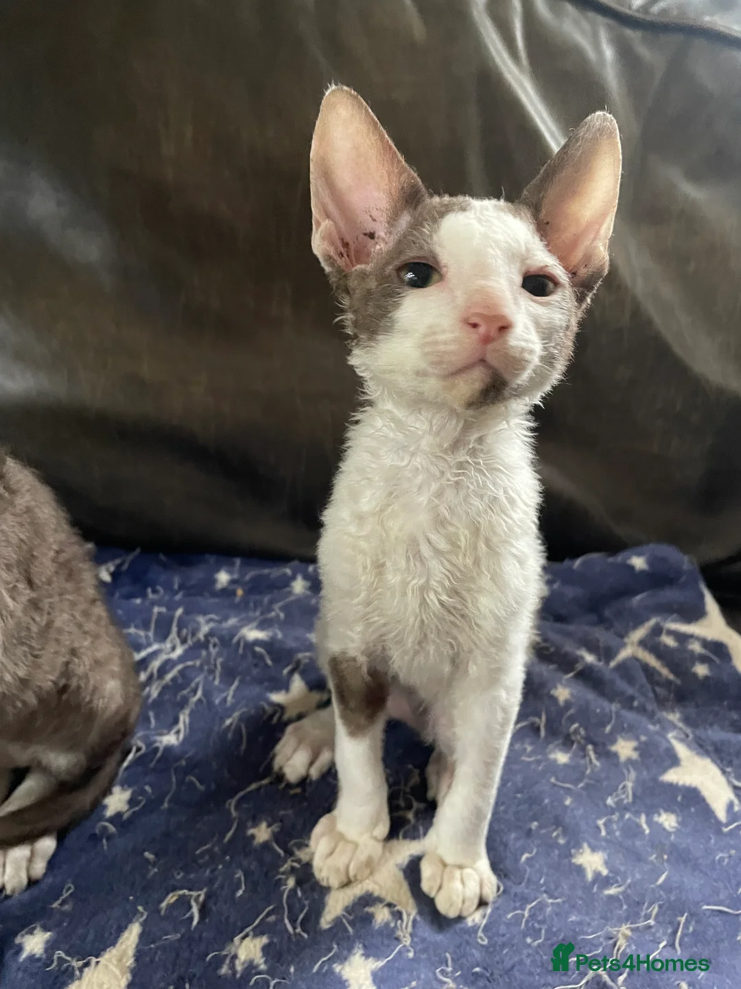 Cornish Rex cats for sale: Ready now -  gccf registered Cornish Rex - Advert 4