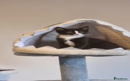 Domestic Shorthair cats for sale: 2 Girl and 1 Boy Available  - Image 2