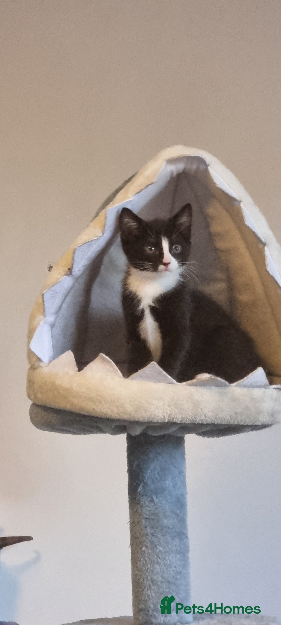 Domestic Shorthair cats for sale: 2 Girl and 1 Boy Available  - Image 2