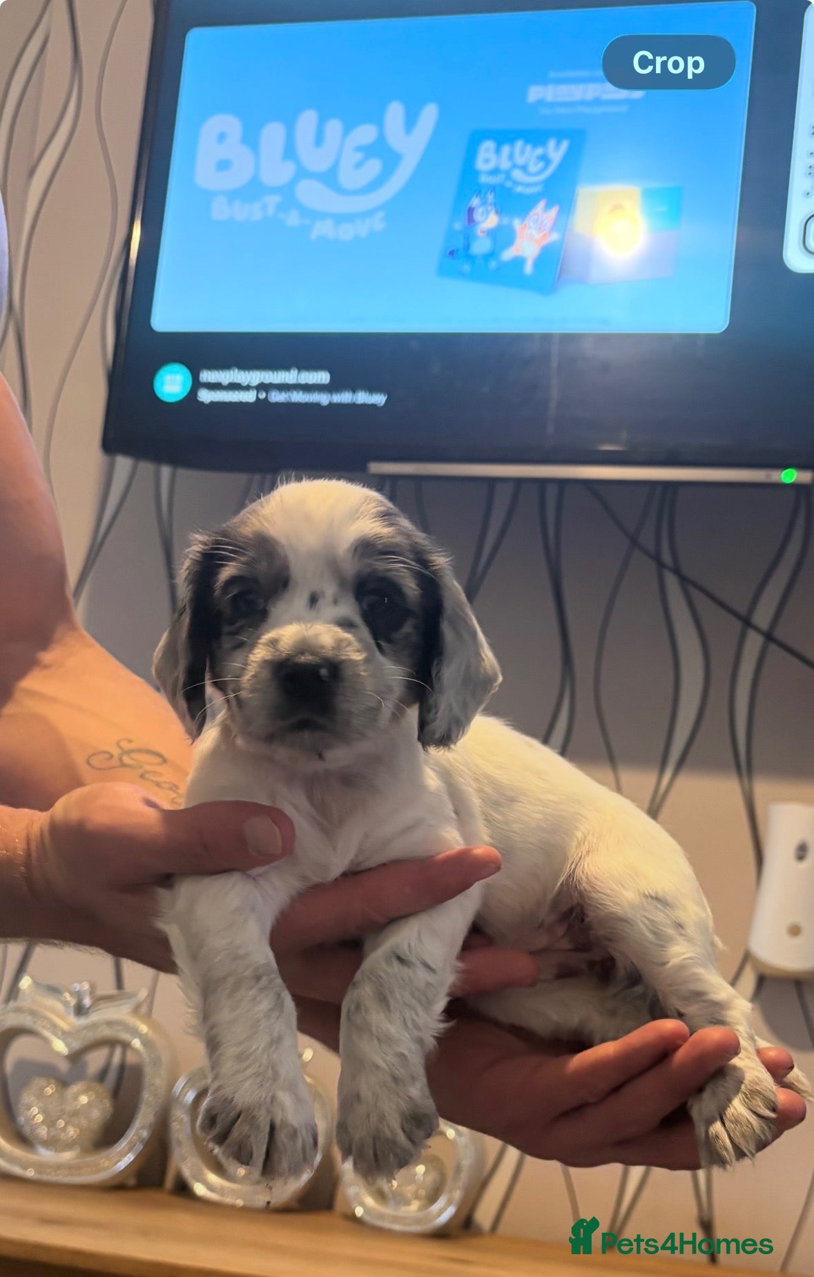 Cocker Spaniel dogs Cocker spaniels 🏠  - Advert 20