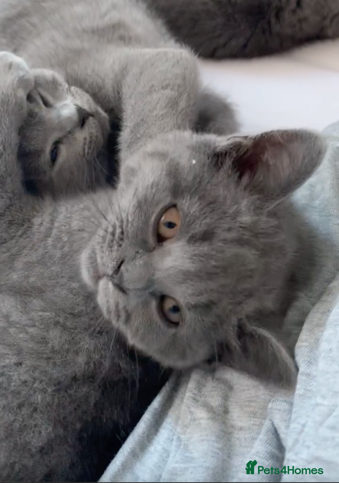 British Shorthair cats for sale: British Shorthair Blue Kittens 💛 Raised with Love - Advert 15