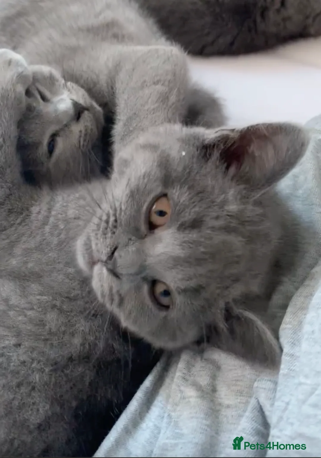 British Shorthair cats for sale: British Shorthair Blue Kittens 💛 Raised with Love - Advert 8