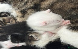 Domestic Shorthair cats for sale: beautiful tabby and black and white kittens - Image 26