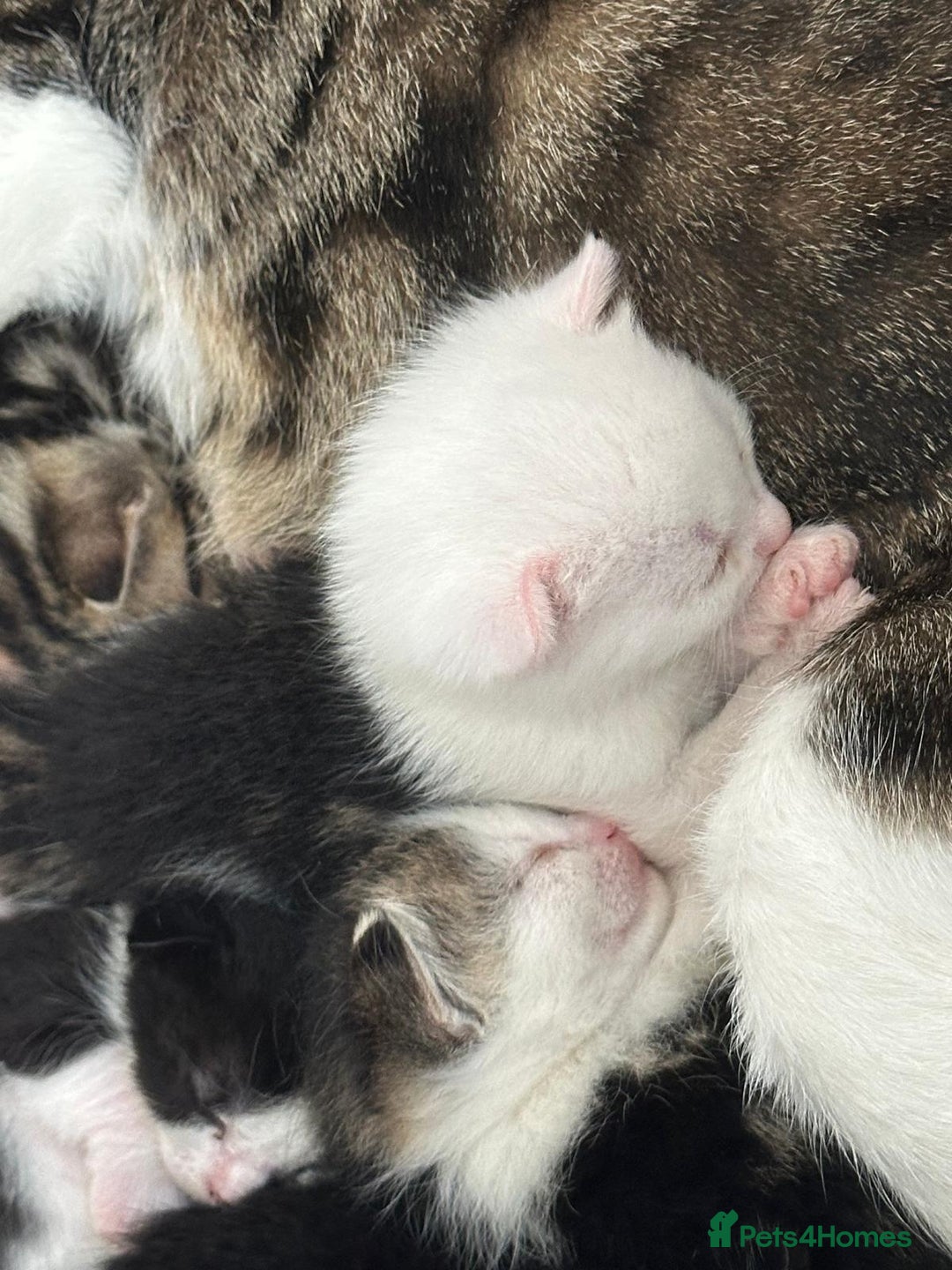 Domestic Shorthair cats for sale: beautiful tabby and black and white kittens - Image 26
