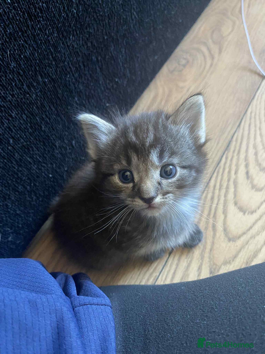 Domestic Shorthair cats for sale: 4 beautiful kittens  - Image 6