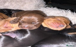 Cocker Spaniel dogs for sale: Cocker spaniel puppies - Image 20