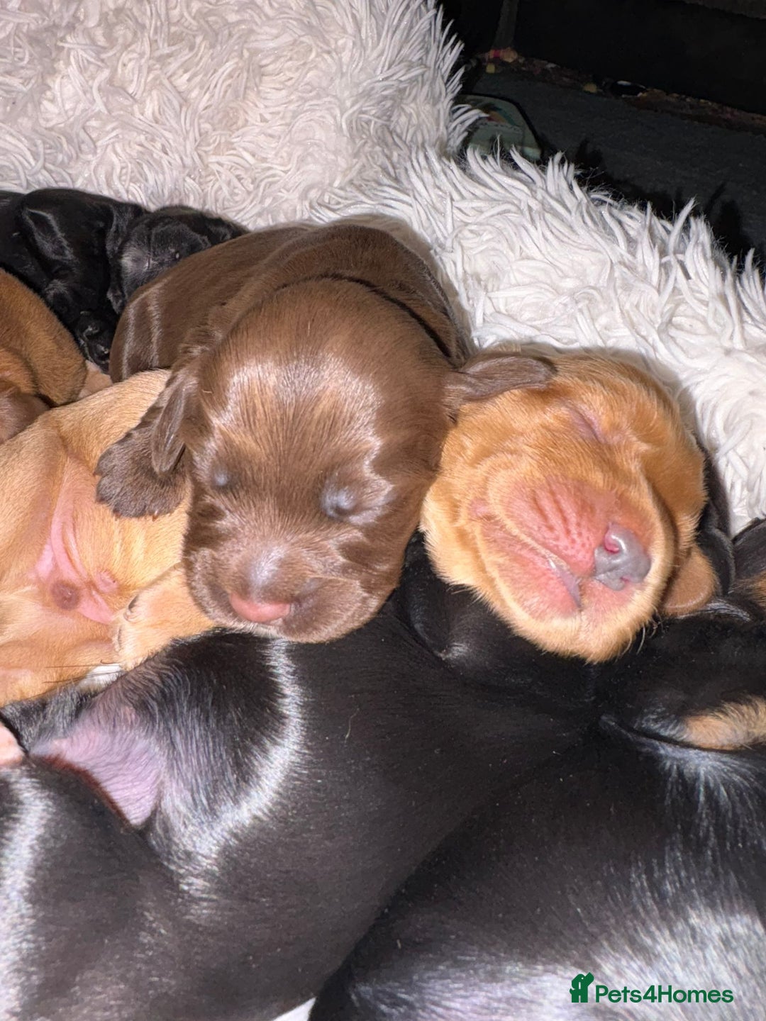 Cocker Spaniel dogs for sale: Cocker spaniel puppies - Image 20