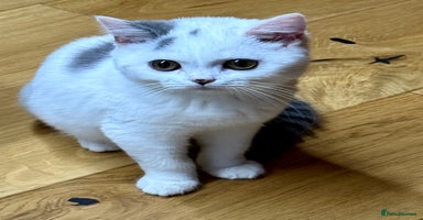 British Shorthair cats - Advert 1