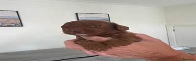 Cockapoo 3