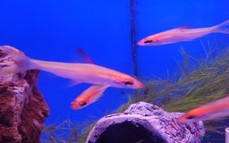 Other/Mixed Breed fish for sale: Fish Stock List - Updated Regularly  - Image 40