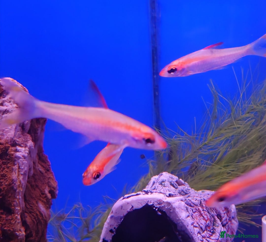 Other/Mixed Breed fish for sale: Fish Stock List - Updated Regularly  - Image 40