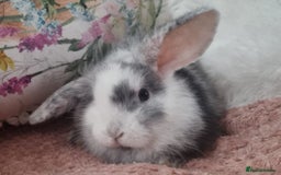 Mini Lop rabbits for sale: Trained French x Mini Lop Bunnies. Please Read! - Image 15