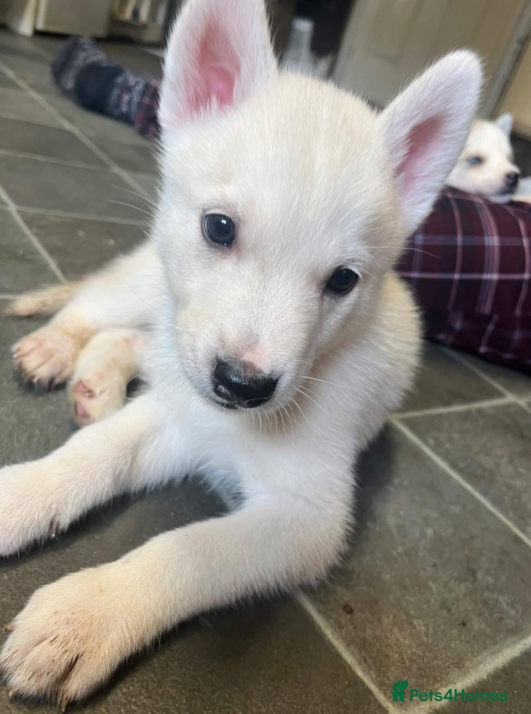 Siberian Husky dogs for sale: Beautiful Siberian Huskies- Last 4 Reduced!! - Image 18