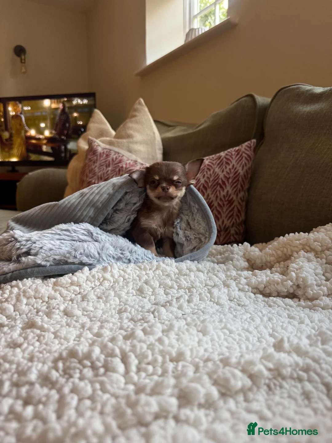 Chihuahua dogs for sale: Quality Chocolate and tan  **  girl   in Hitchin - Advert 2