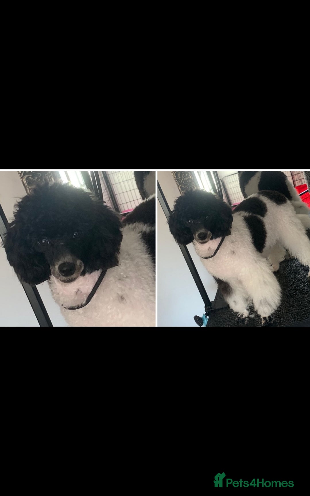 Miniature Poodle dogs for sale: Beautiful pedigree poodle  - Image 3
