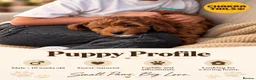 Cockapoo dogs for sale: 1 female Cockerpoo fully vaccinated  - Advert 30