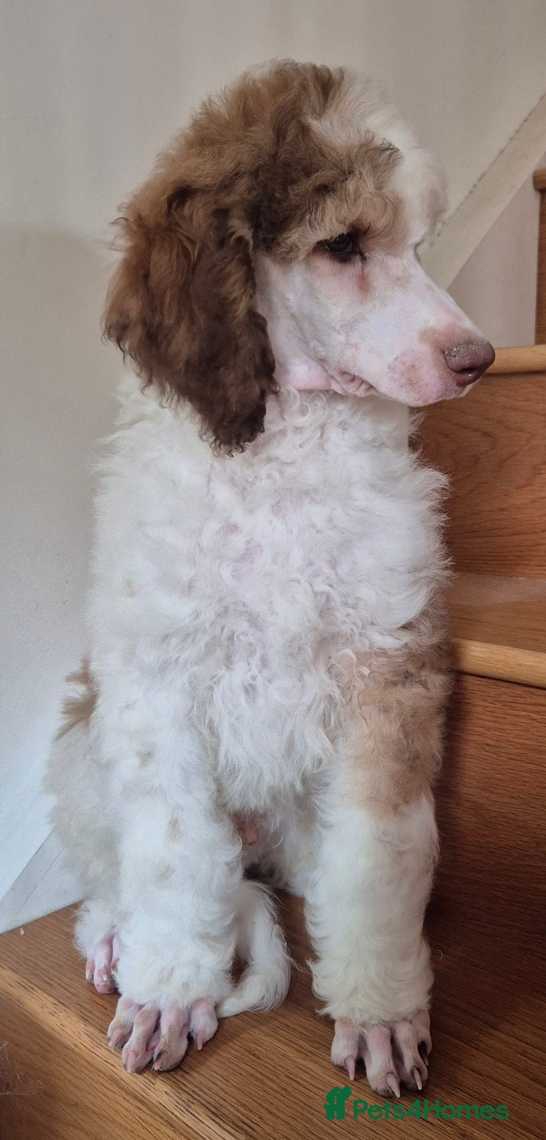Standard Poodle dogs for sale: KC reg Brown Parti & phantom Standard Poodle pups - Image 18