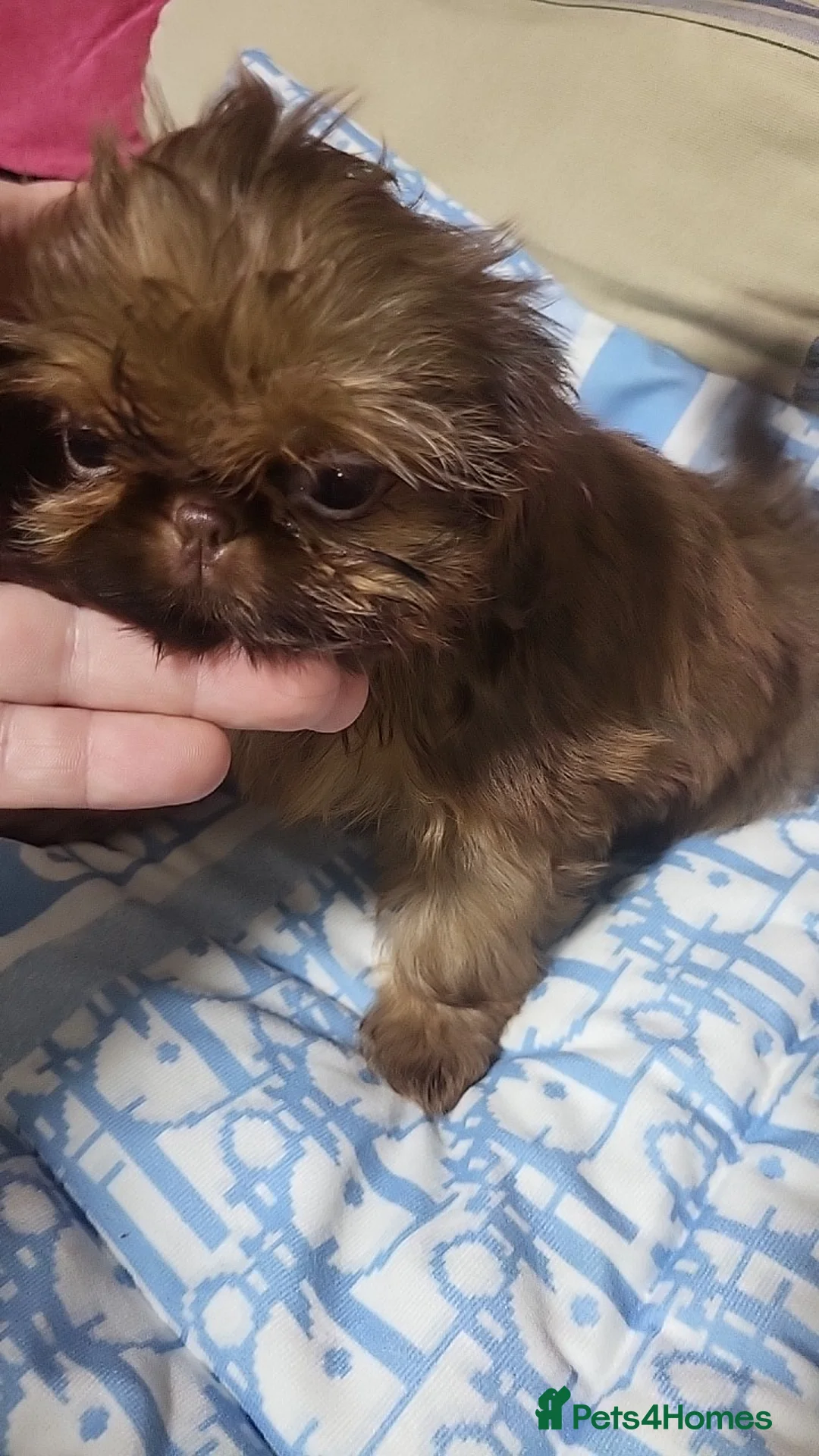 Shih Tzu dogs for sale: shih tzu imperial small girl & boy choc orange  - Advert 11