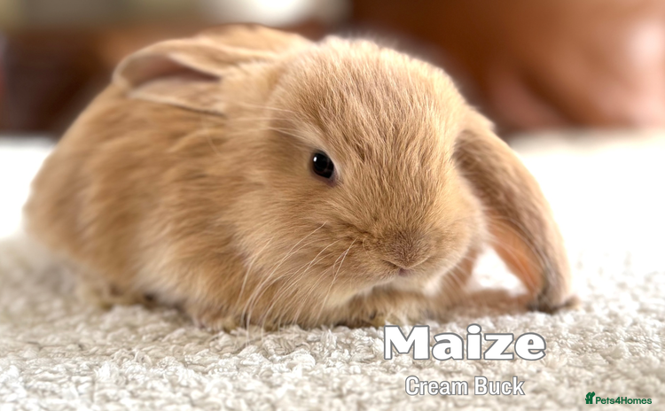 French Lop rabbits - Advert 4