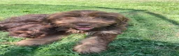 Cockapoo dogs for sale: 3 boy cockapoos  - Advert 5