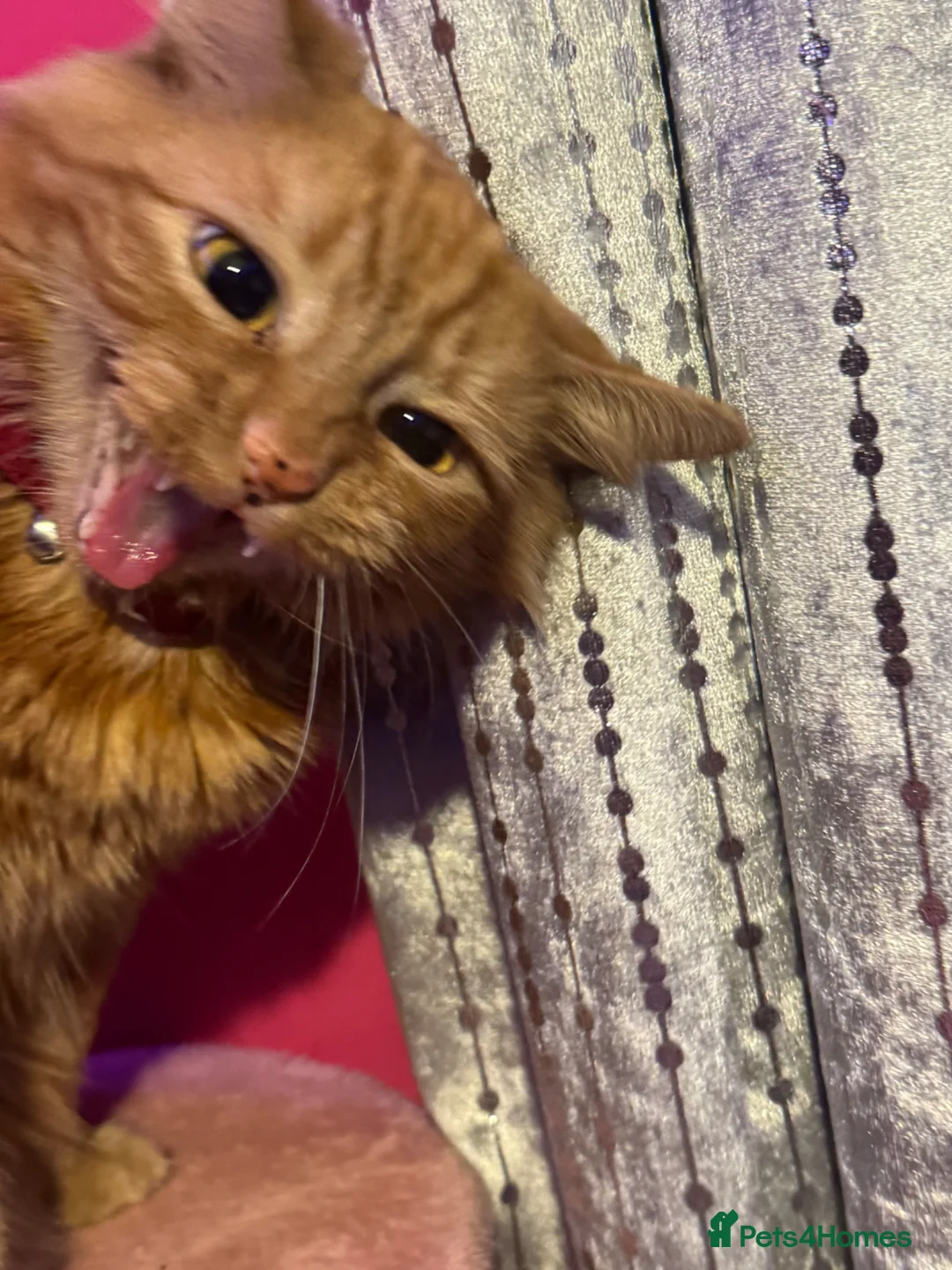 Mixed Breed cats for sale: 🌸 BONNIE – LOOKING FOR HER FOREVER HUMAN 🌸 - Advert 4