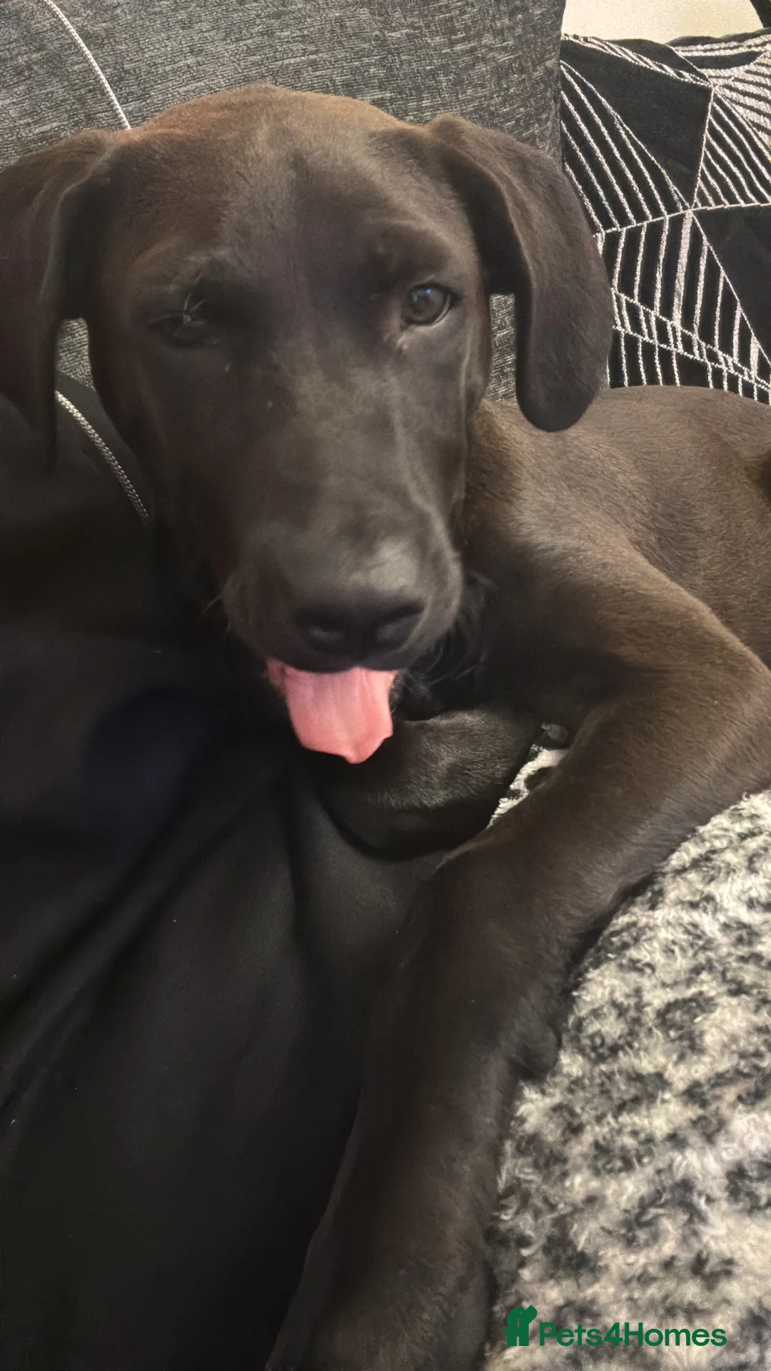Mixed Breed dogs for sale: 7 month old cane corso x lab male puppy  - Advert 3