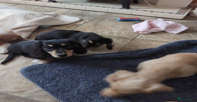 Miniature Dachshund dogs - Advert 16