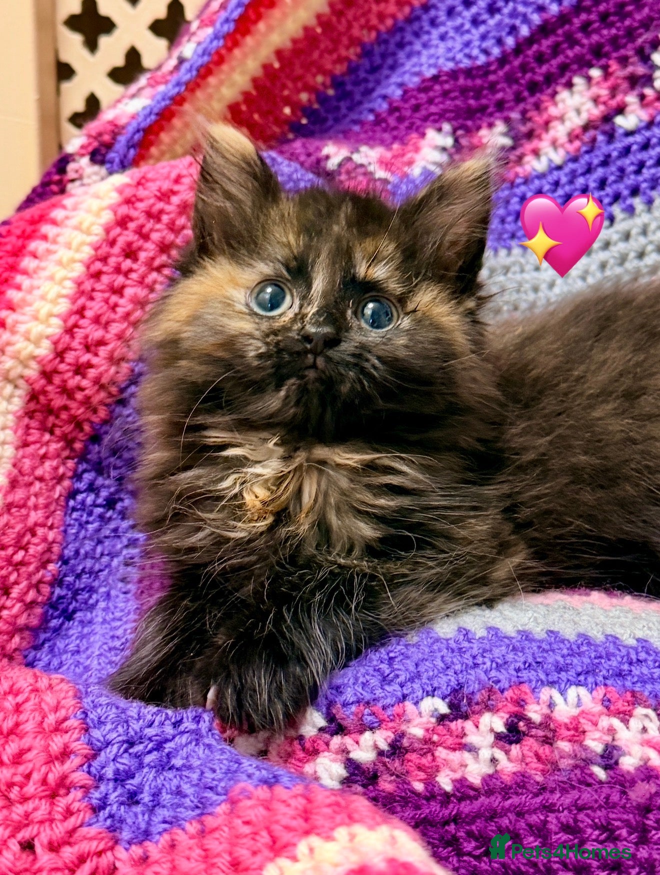 Maine Coon cats 💖 MAINE COON X RAGDOLL *PARENTS HEALTH TESTED* 💖 - Advert 2