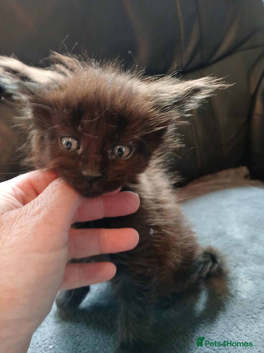 Maine Coon cats for sale: Beautiful girl!! TICA reg Maine Coon Ready Now!! in Diss - Image 9