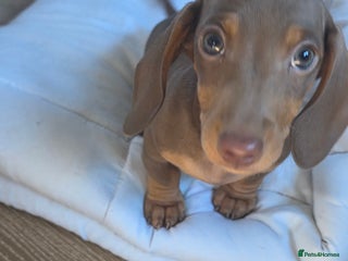 Miniature Dachshund dogs - Advert 15