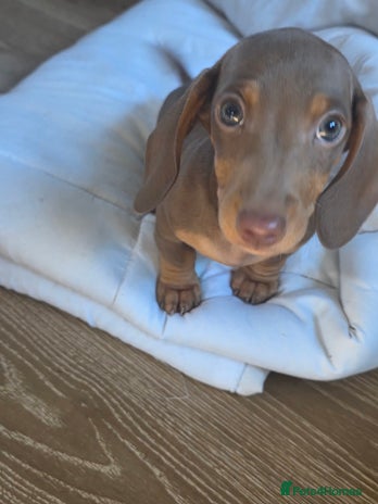 Miniature Dachshund dogs - Advert 16