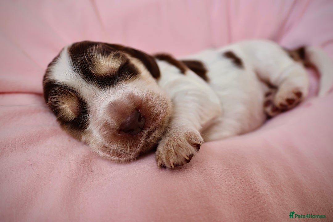 Cocker Spaniel dogs for sale: Beautiful family SHOW cocker spaniels - Image 10