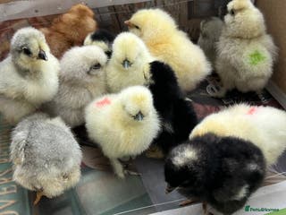 Chickens poultry *RESERVE* POL Hens + Day old chicks! - Advert 3